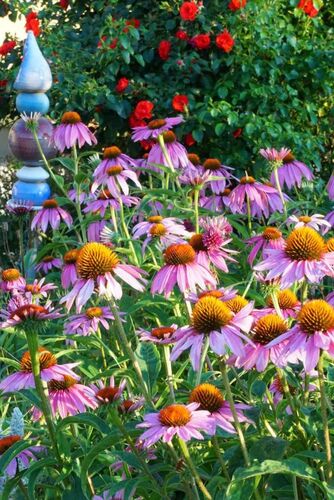 Schönster Garten 2022 - Eva aus Melk