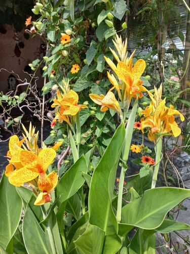 Schönster Garten 2022 - Raimund aus Perg