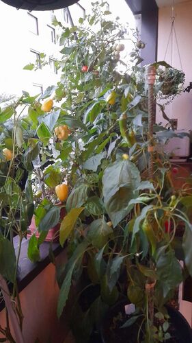 Schönster Garten 2022 - Silvia aus Wels