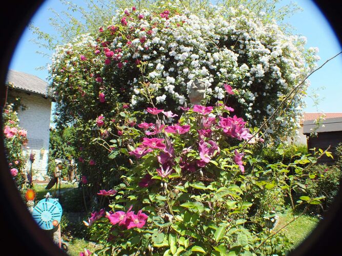 Schönster Garten 2022 - ingrid aus Schärding