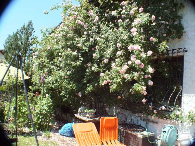 Schönster Garten 2022 - maria aus Schärding