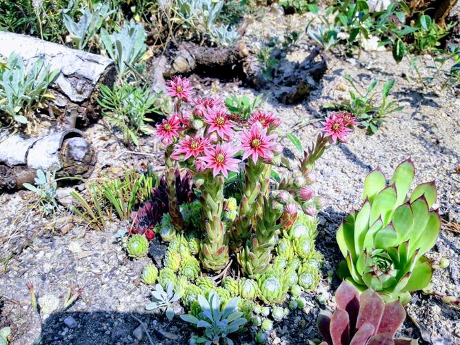 Schönster Garten 2022 - Daniel aus Urfahr-Umgebung