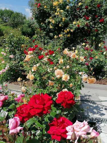 Schönster Garten 2022 - ingeborg aus Grieskirchen