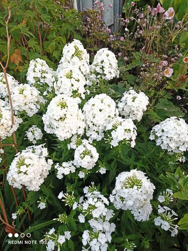 Schönster Garten 2022 - Markus aus Amstetten