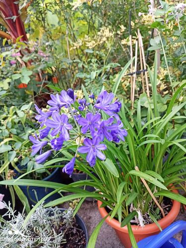 Schönster Garten 2022 - Karin aus Amstetten