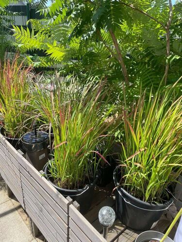 Schönster Garten 2022 - Eva aus Ried