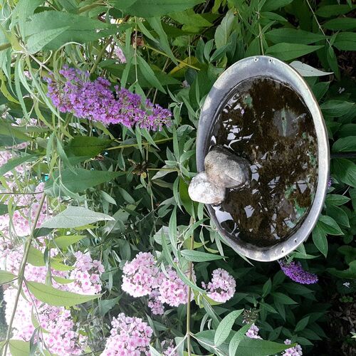 Schönster Garten 2022 - Olga aus Wels