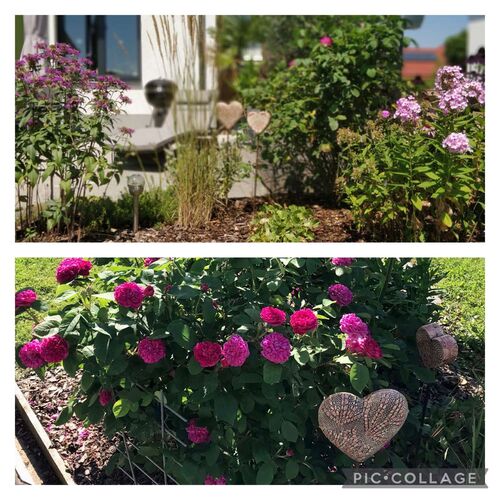 Schönster Garten 2022 - Isabella aus Amstetten