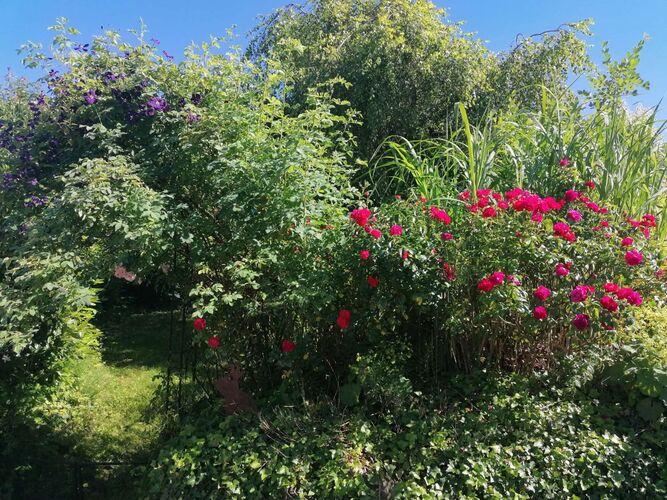 Schönster Garten 2022 - Elisabeth aus Grieskirchen