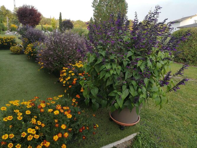 Schönster Garten 2022 - Sabine aus Braunau