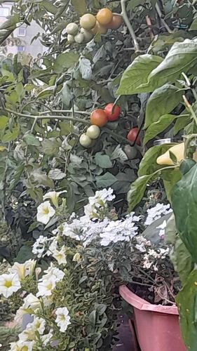 Schönster Garten 2022 - Silvia aus Wels