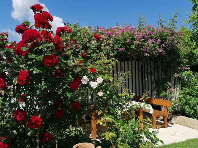 Schönster Garten 2022 - Robert aus Grieskirchen