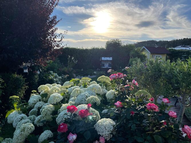 Schönster Garten 2024 - Silvia aus Freistadt
