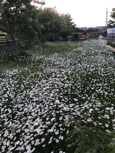 Schönster Garten 2024 - Gerlinde aus Freistadt