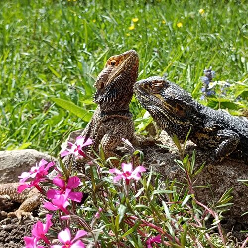 Schönster Garten 2024 - Harald aus Gmunden