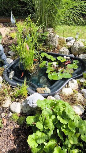 Schönster Garten 2024 - Starzengruber aus Braunau