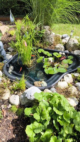 Schönster Garten 2024 - Chris aus Braunau