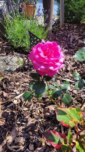 Schönster Garten 2024 - Manuela aus Freistadt