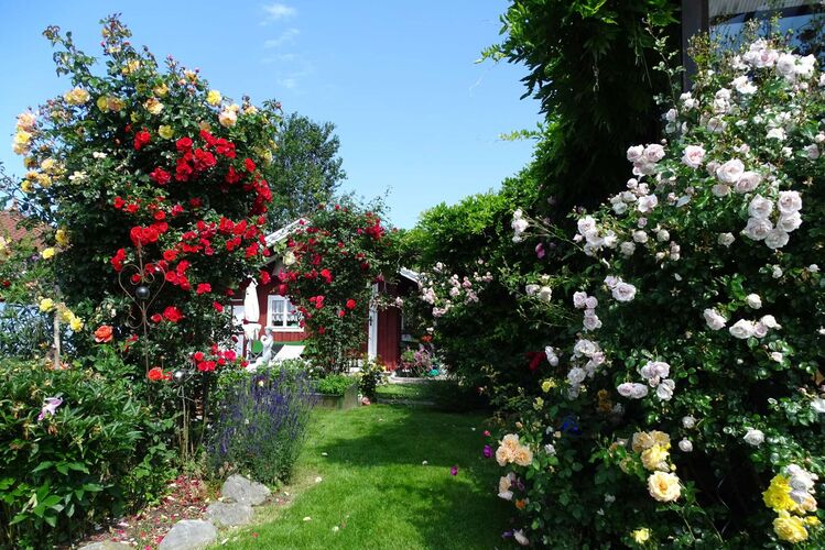 Schönster Garten 2024 - Ingeborg aus Grieskirchen