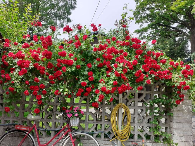 Schönster Garten 2024 - Gertrude aus Kirchdorf