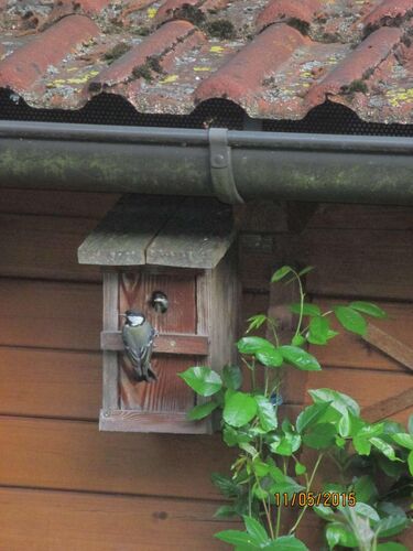Schönster Garten 2024 - Herbert aus Amstetten