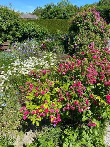 Schönster Garten 2024 - Josefa aus Linz