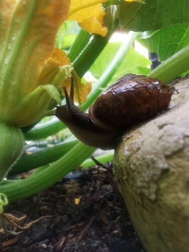 Schönster Garten 2024 - Simone aus Amstetten