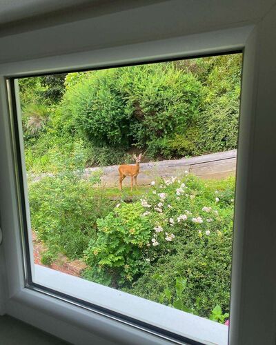 Schönster Garten 2024 - Katharina aus Steyr