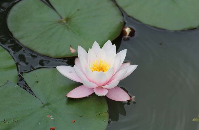 Schönster Garten 2024 - Reinhard aus Vöcklabruck