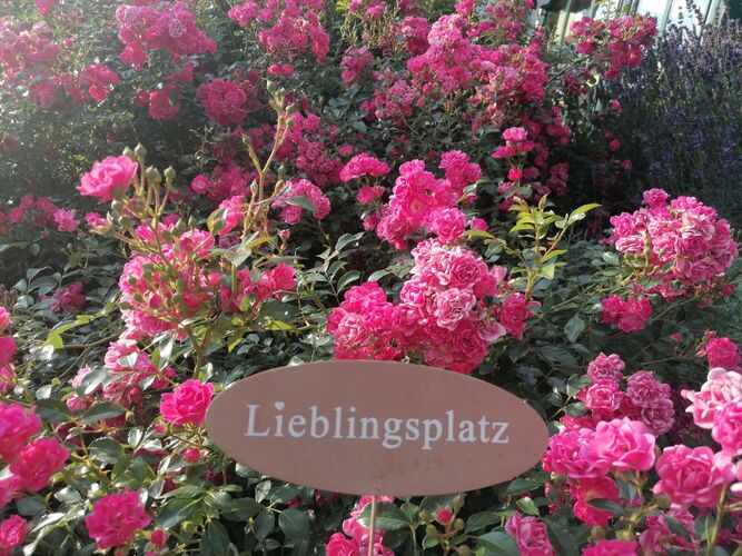 Schönster Garten 2024 - Erika aus Perg