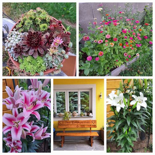 Schönster Garten 2024 - Anita aus Urfahr-Umgebung