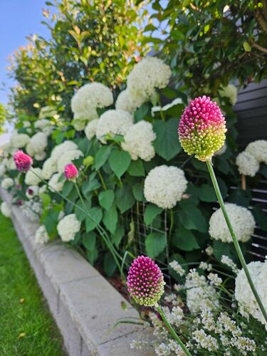 Schönster Garten 2024 - Sarah aus Vöcklabruck