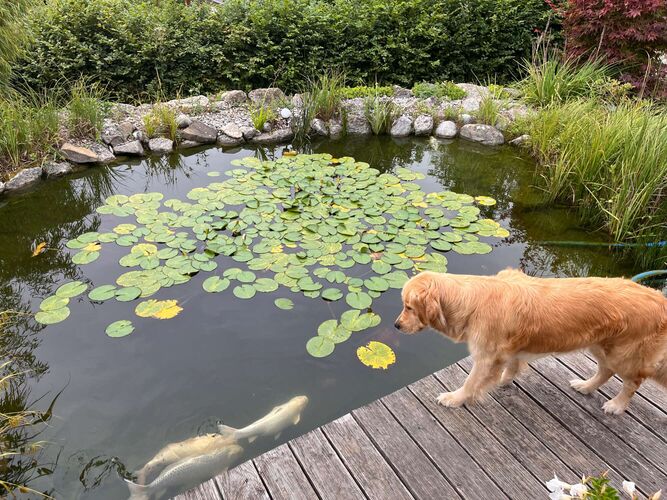 Schönster Garten 2024 - Charlotte aus Amstetten