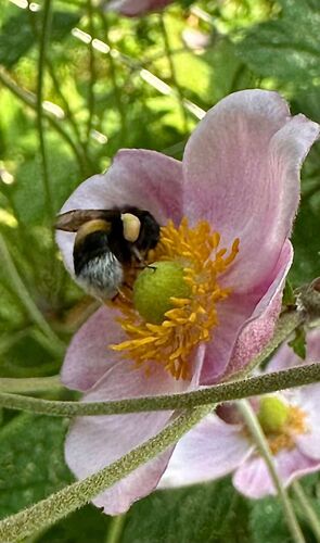 Schönster Garten 2024 - Petra aus Linz