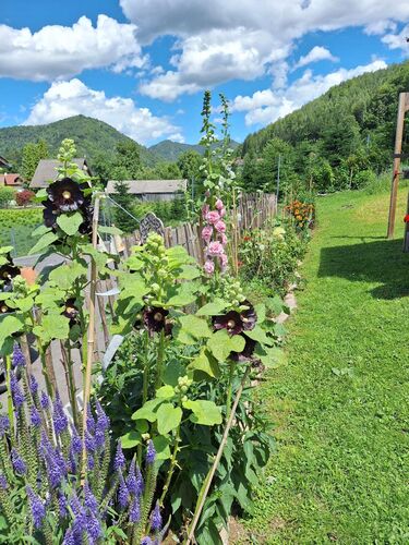 Schönster Garten 2024 - Manuela aus Steyr