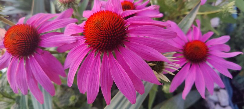 Schönster Garten 2024 - Roman aus Vöcklabruck