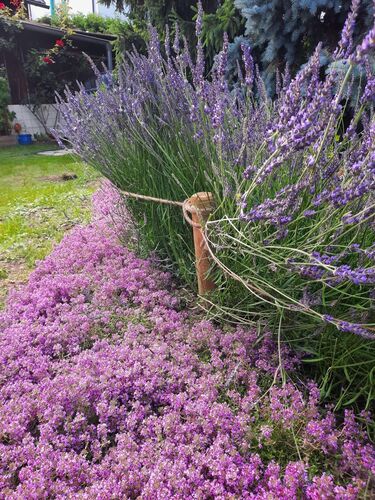 Schönster Garten 2024 - Reinhard aus Amstetten