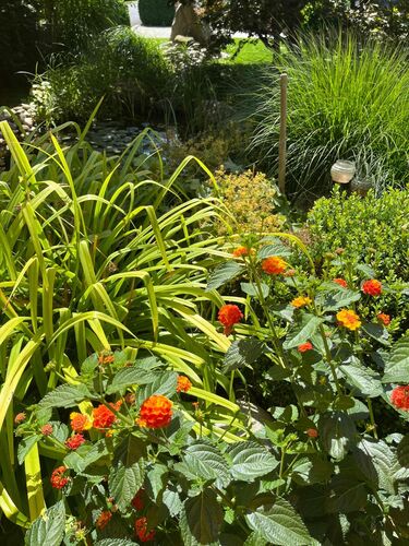 Schönster Garten 2024 - Renate aus Rohrbach