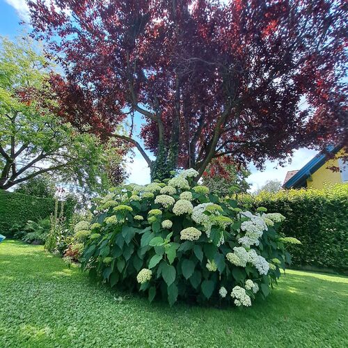 Schönster Garten 2024 - sabrina aus Vöcklabruck