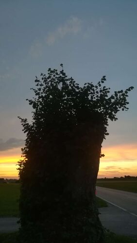 Schönster Garten 2024 - Helga aus Braunau