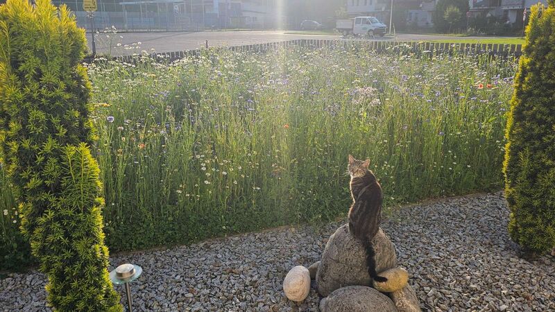 Schönster Garten 2024 - Kamillo aus Vöcklabruck