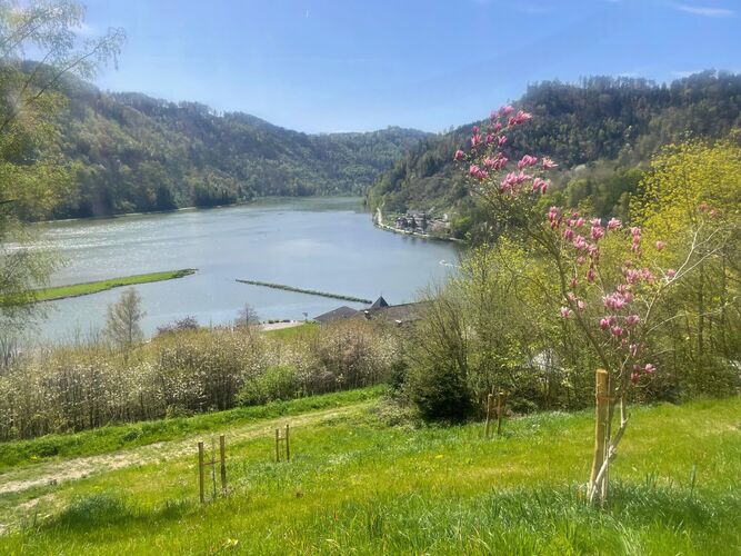 Schönstes Gartenfoto 2025 - Bianca aus Rohrbach