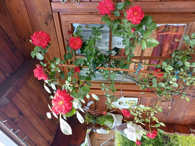 Schönstes Gartenfoto 2025 - Sonja aus Linz