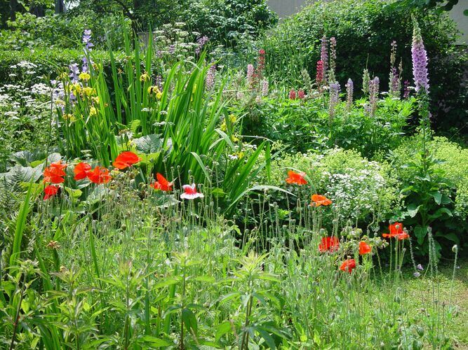 Schönstes Gartenfoto 2025 - Gerhard aus Amstetten