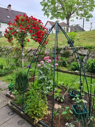 Schönstes Gartenfoto 2025 - Ute aus Perg