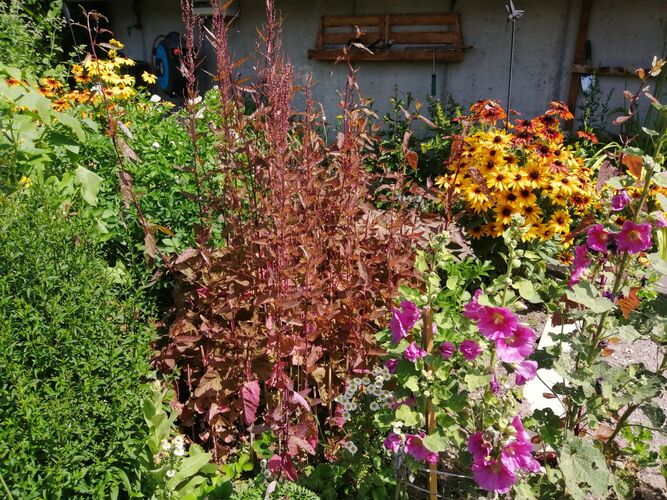 Schönstes Gartenfoto 2025 - Monika aus Freistadt