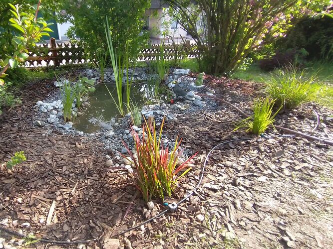 Schönstes Gartenfoto 2025 - Alexander aus Wels