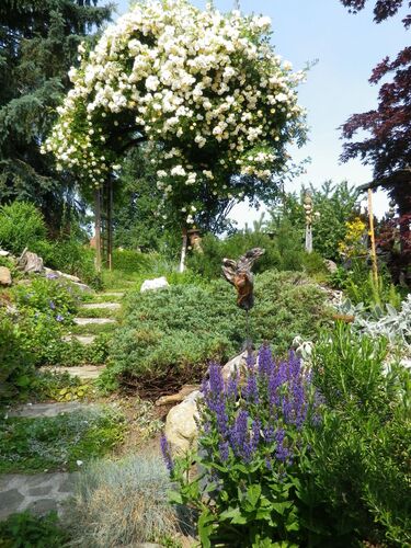 Schönstes Gartenfoto 2025 - Josef aus Linz-Land