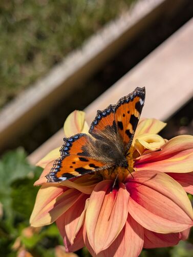 Schönstes Gartenfoto 2025 - Franziska aus Schärding