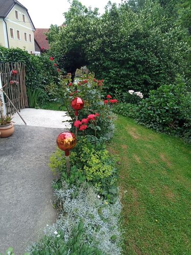 Schönstes Gartenfoto 2025 - Brigitte aus Grieskirchen